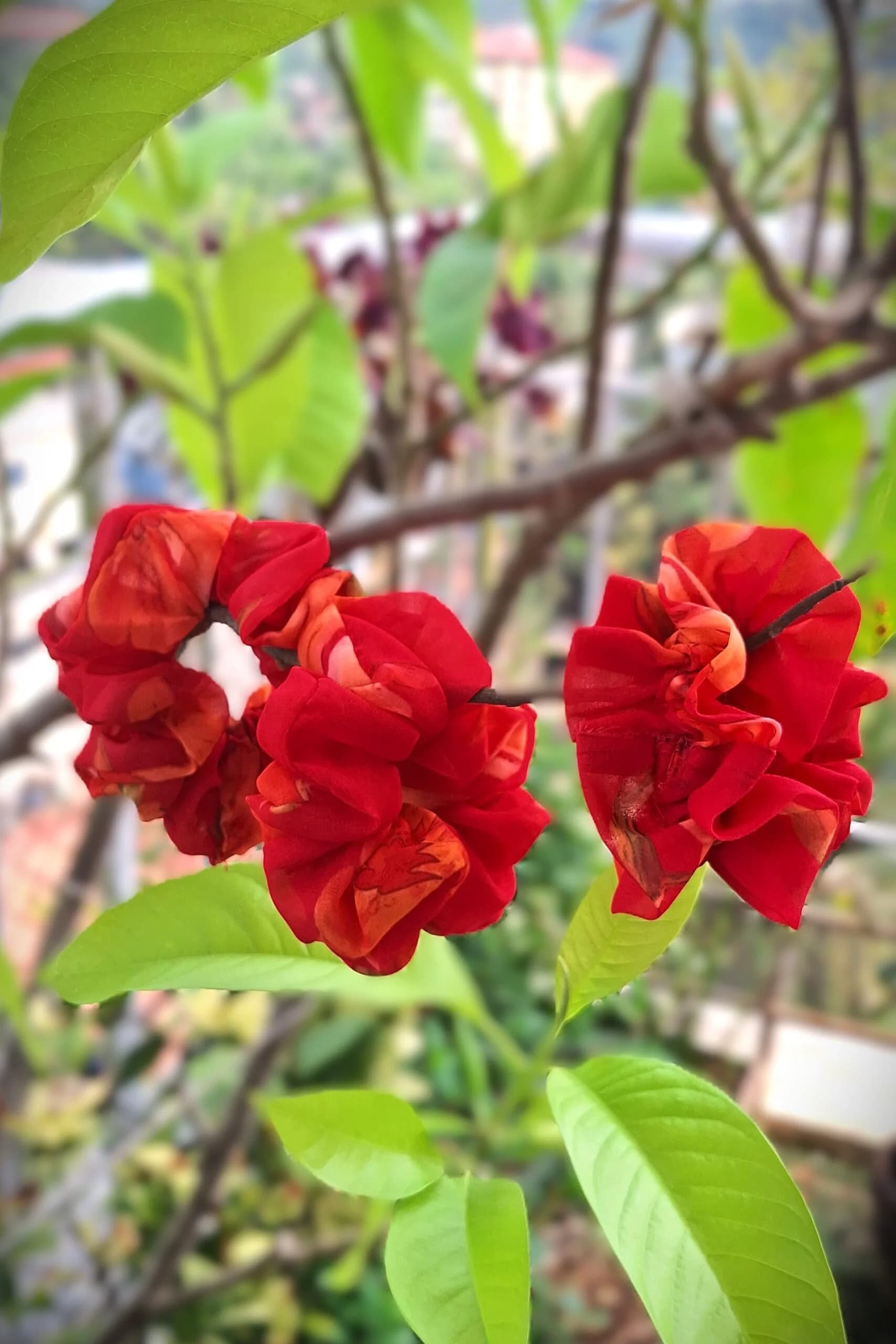 Fiery Rose Scrunchie
